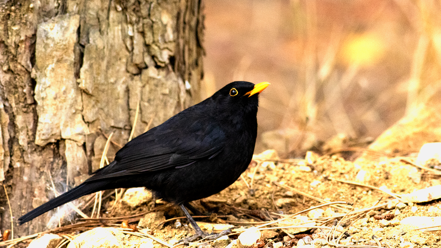 Eurasian Blackbird